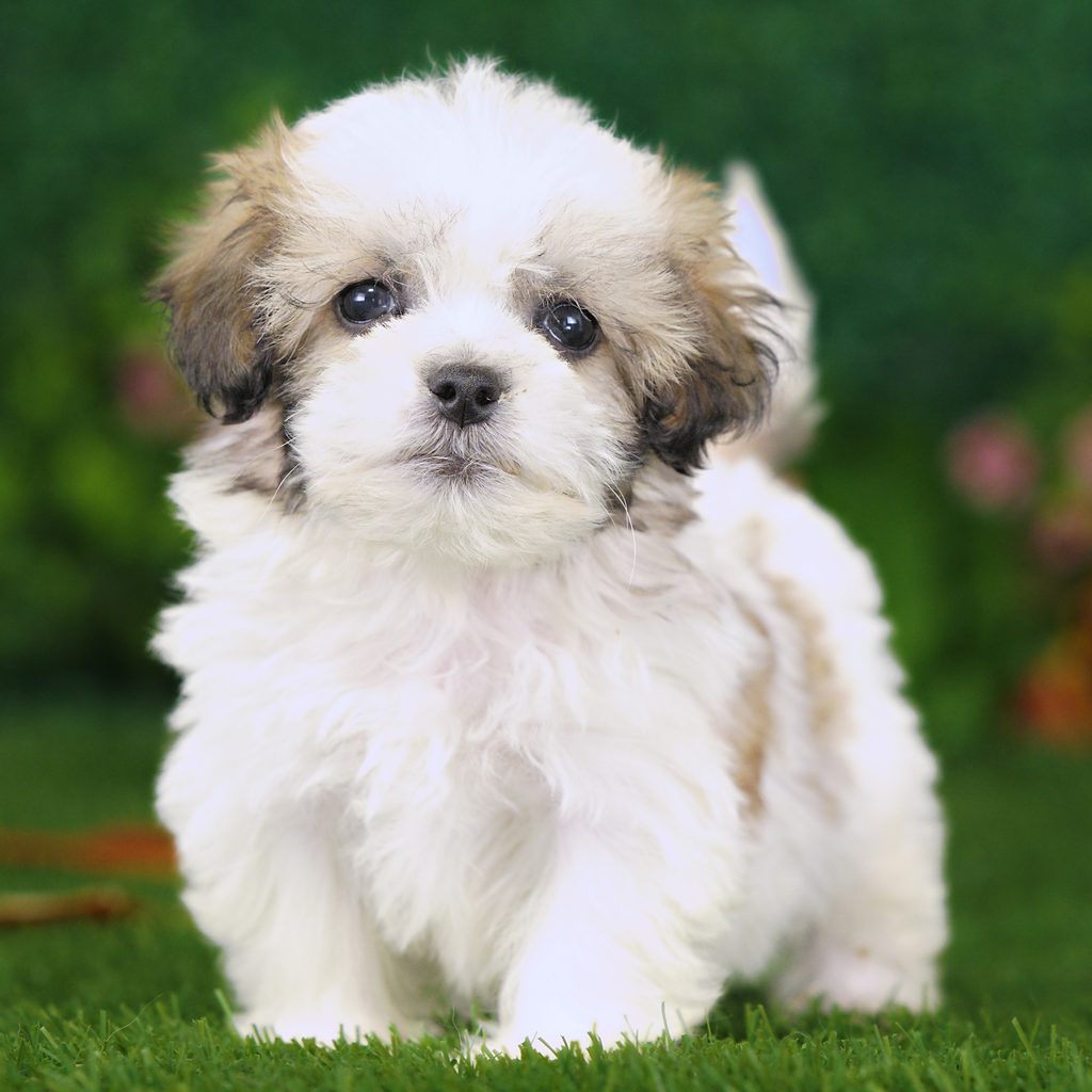 Luke puppy images