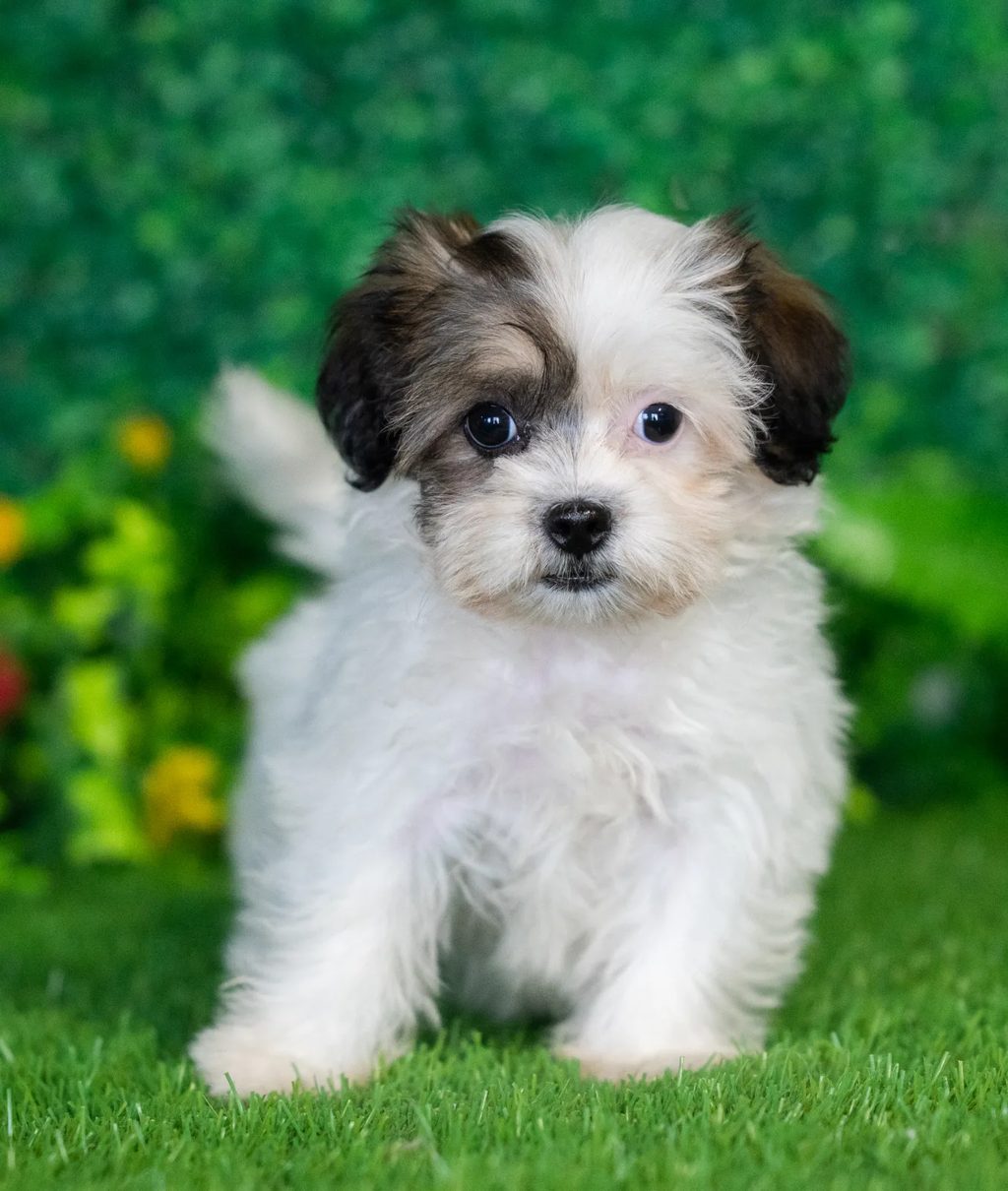 Maddy puppy images