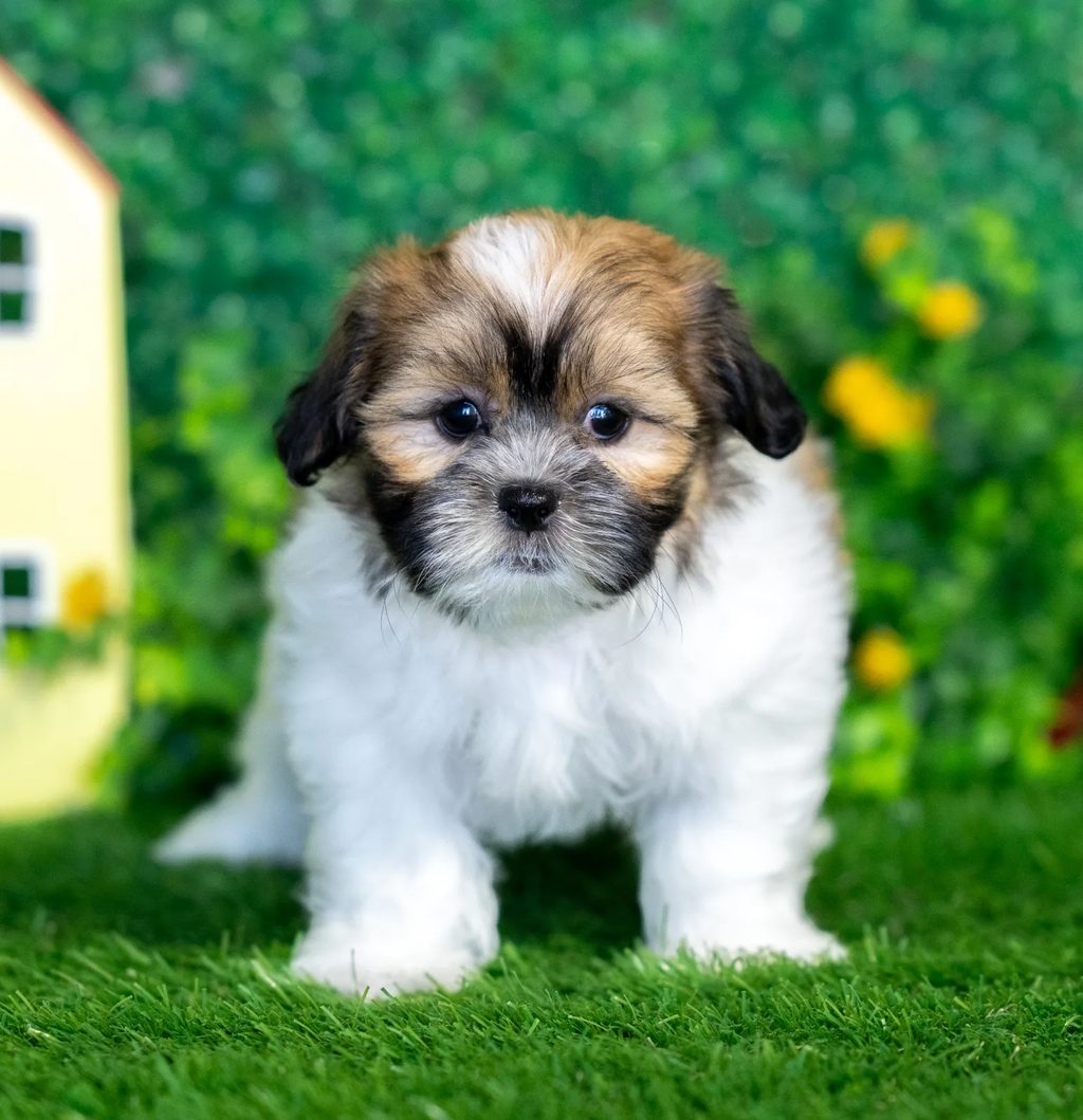 Nina puppy images