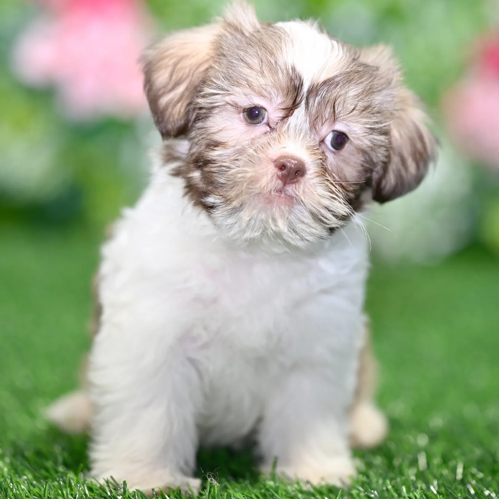 Heidi puppy images