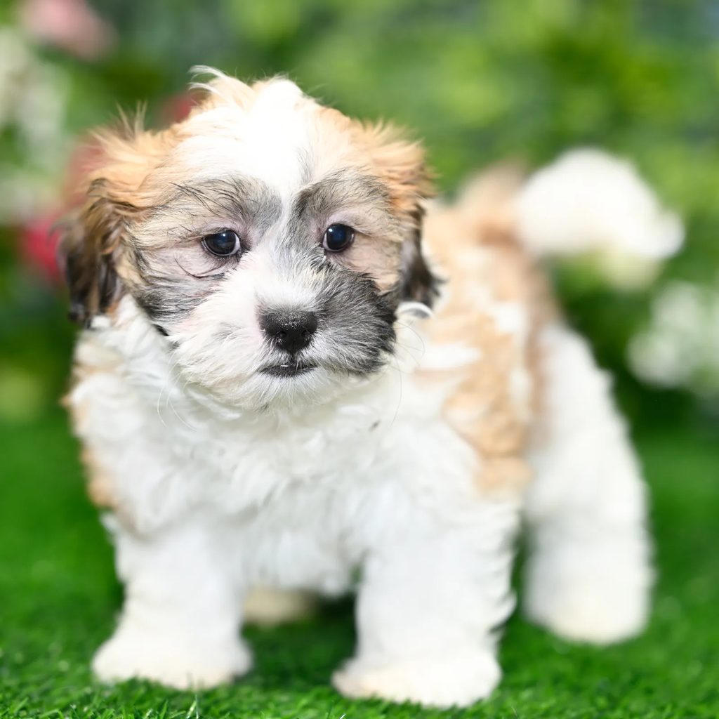 Yogi puppy images