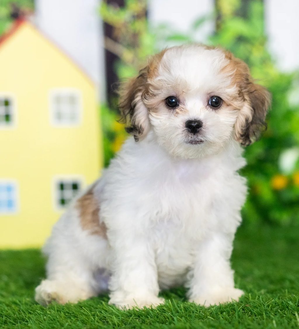 James puppy images