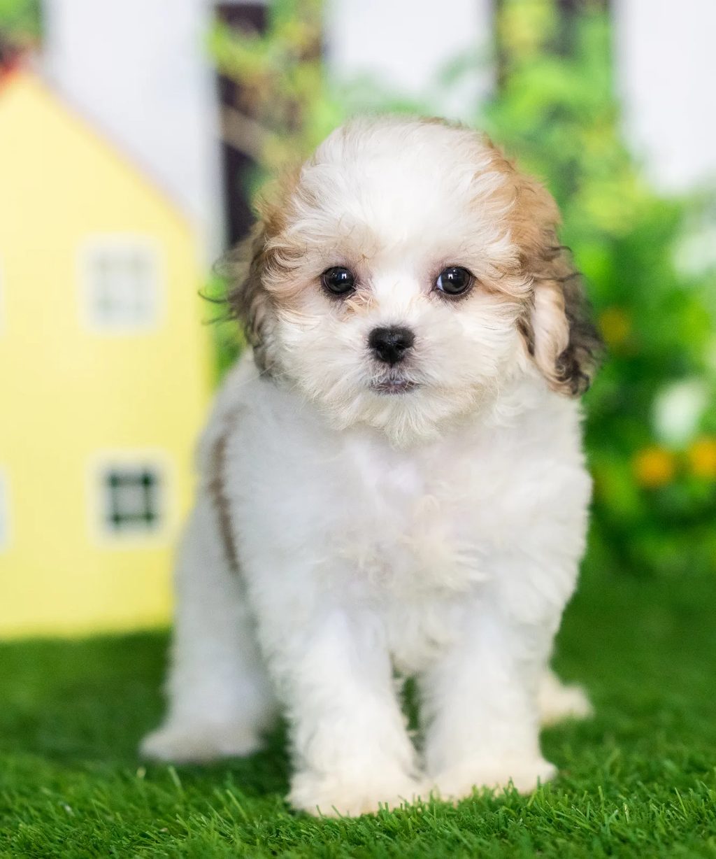 James puppy images