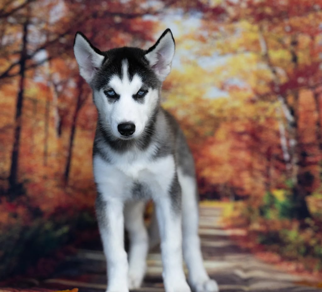 Basil puppy images