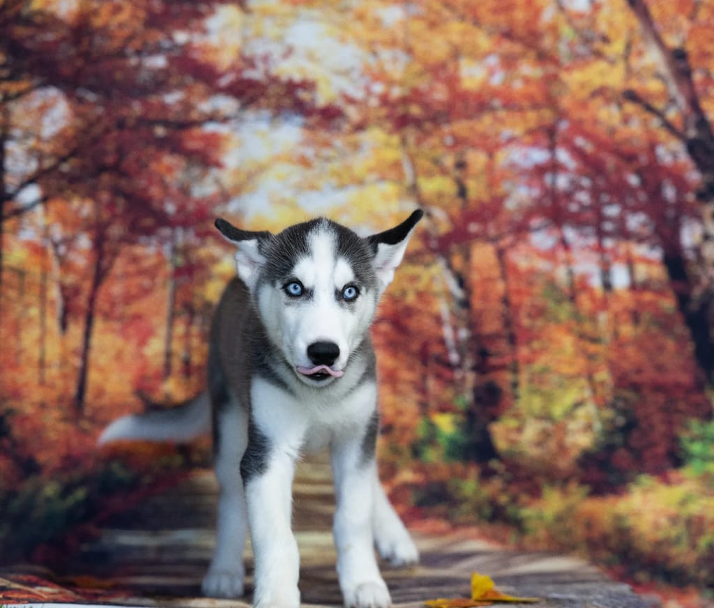 Baron puppy images