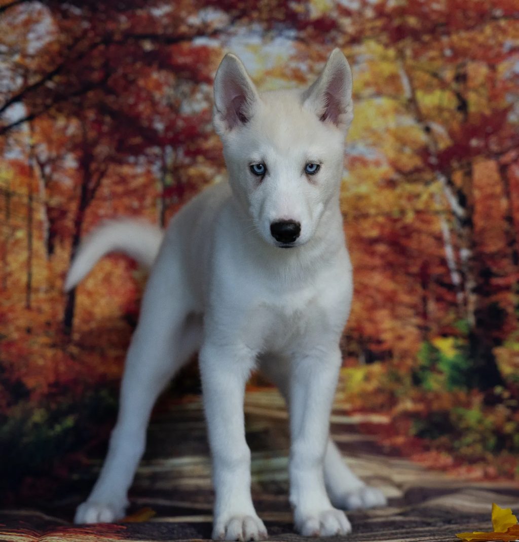 Riley puppy images