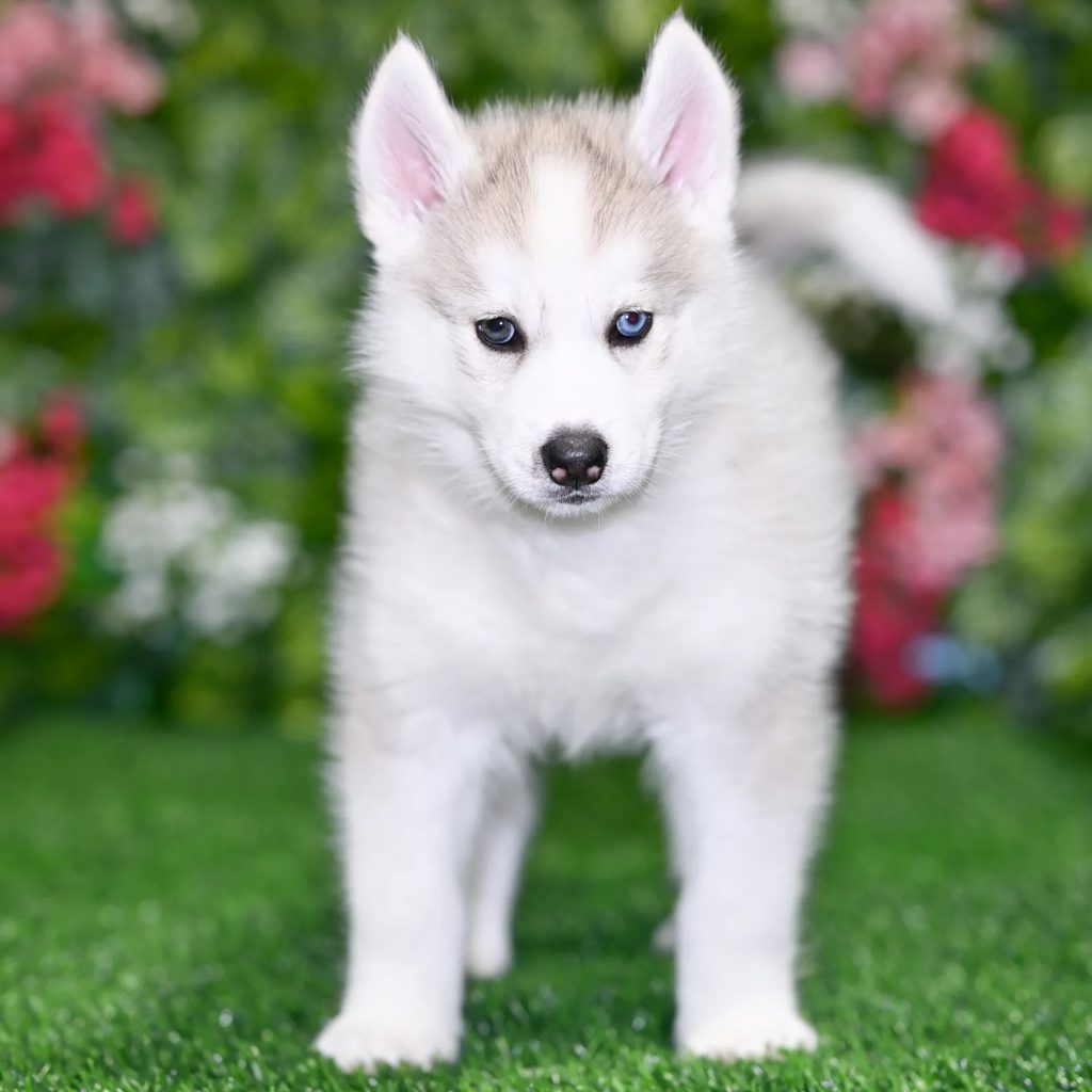 Damien puppy images