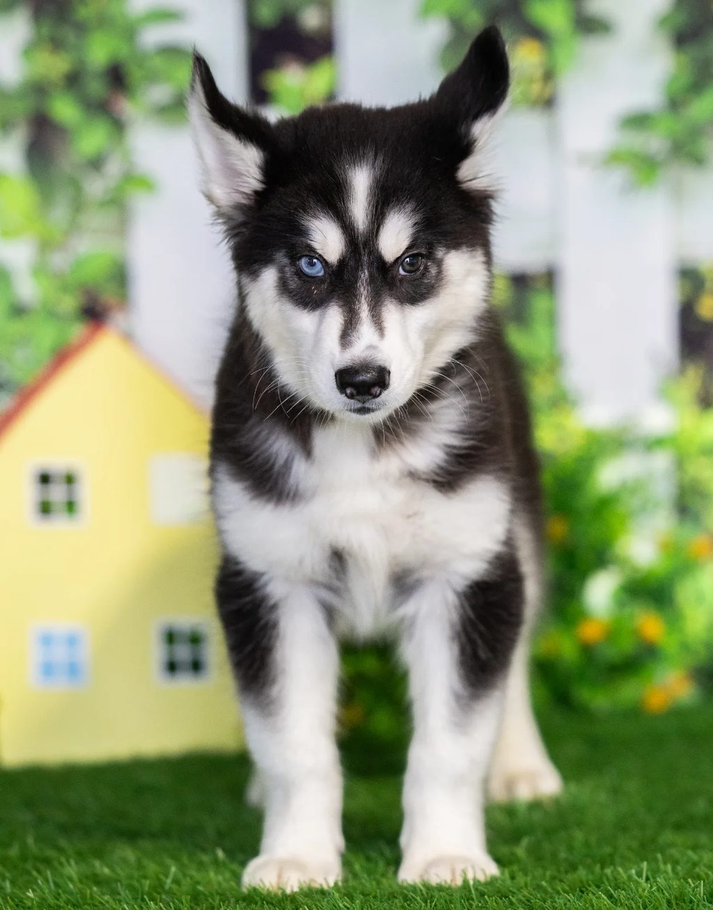 Mason puppy images