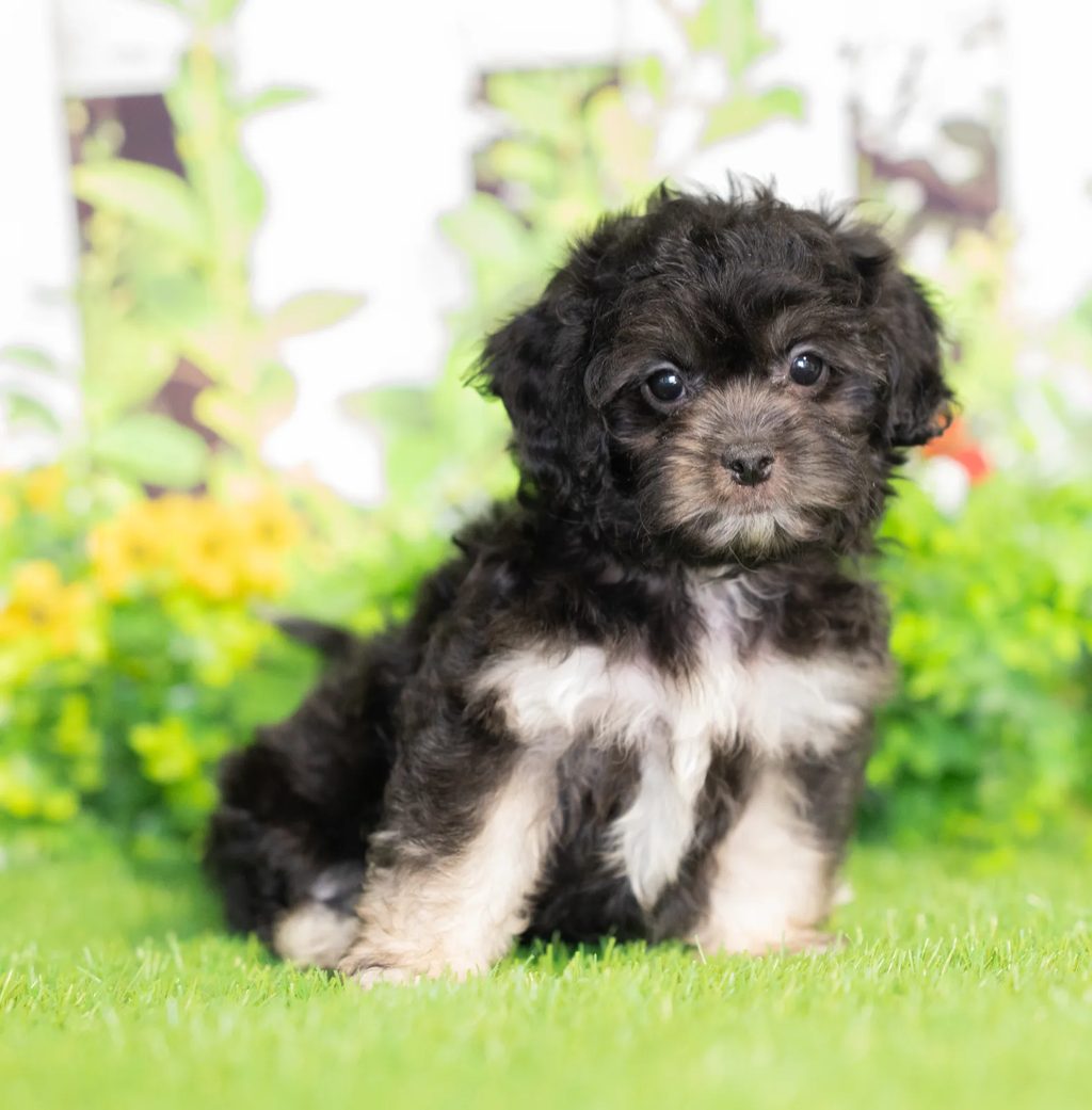 Utopia puppy images