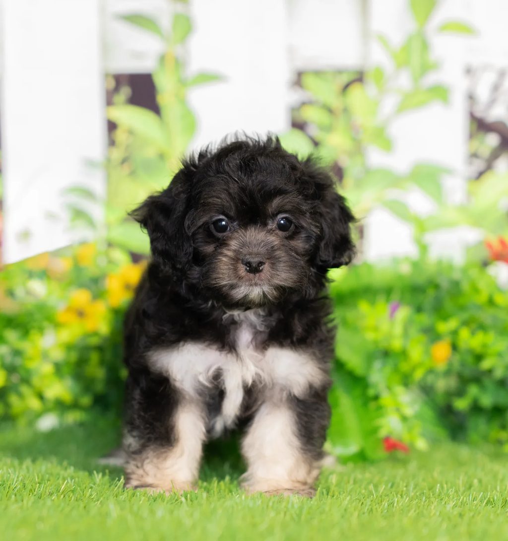 Utopia puppy images