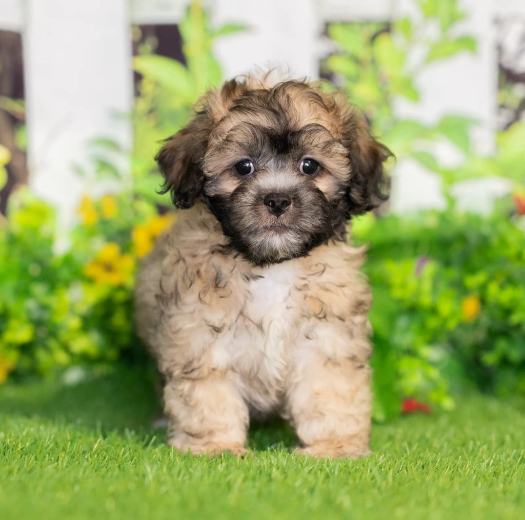 Warren puppy images