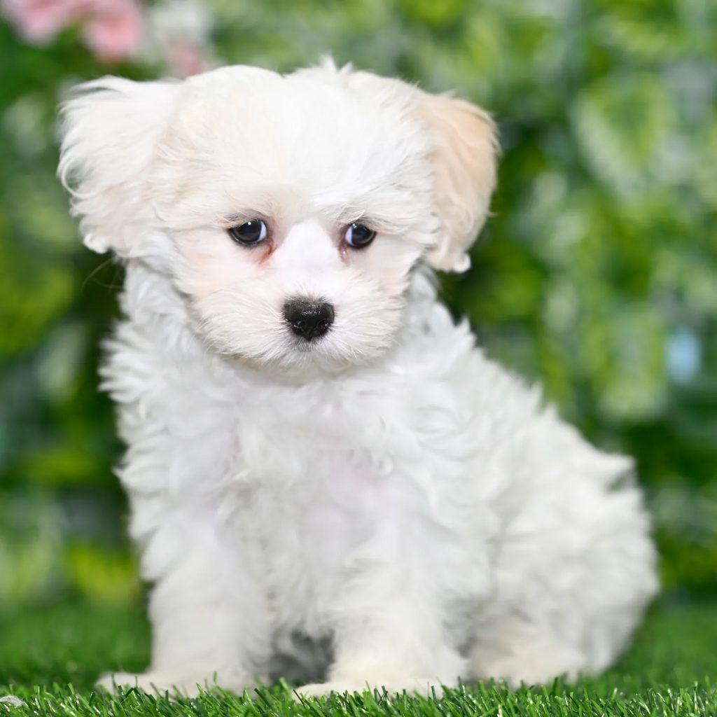 Orson puppy images