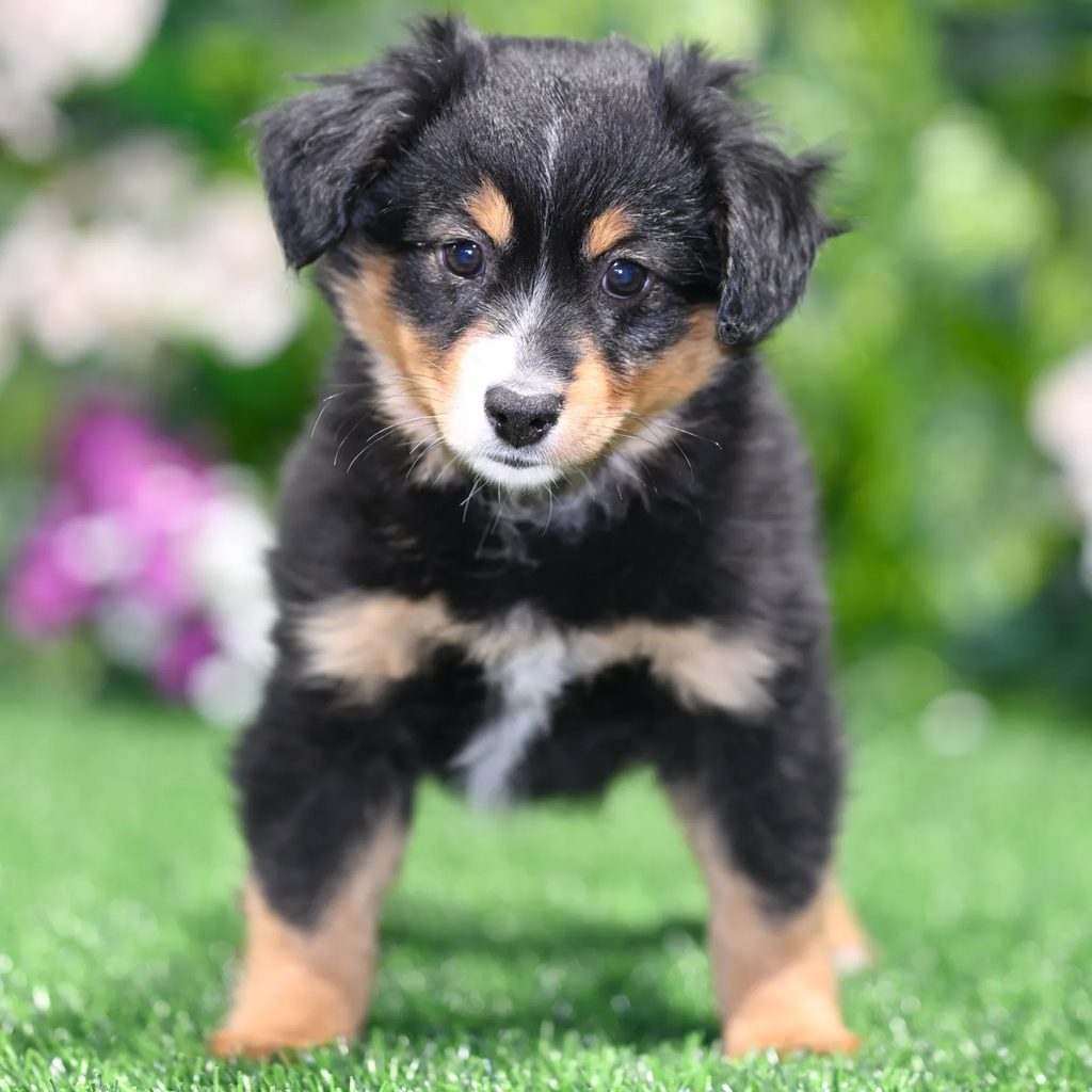 Leroy puppy images