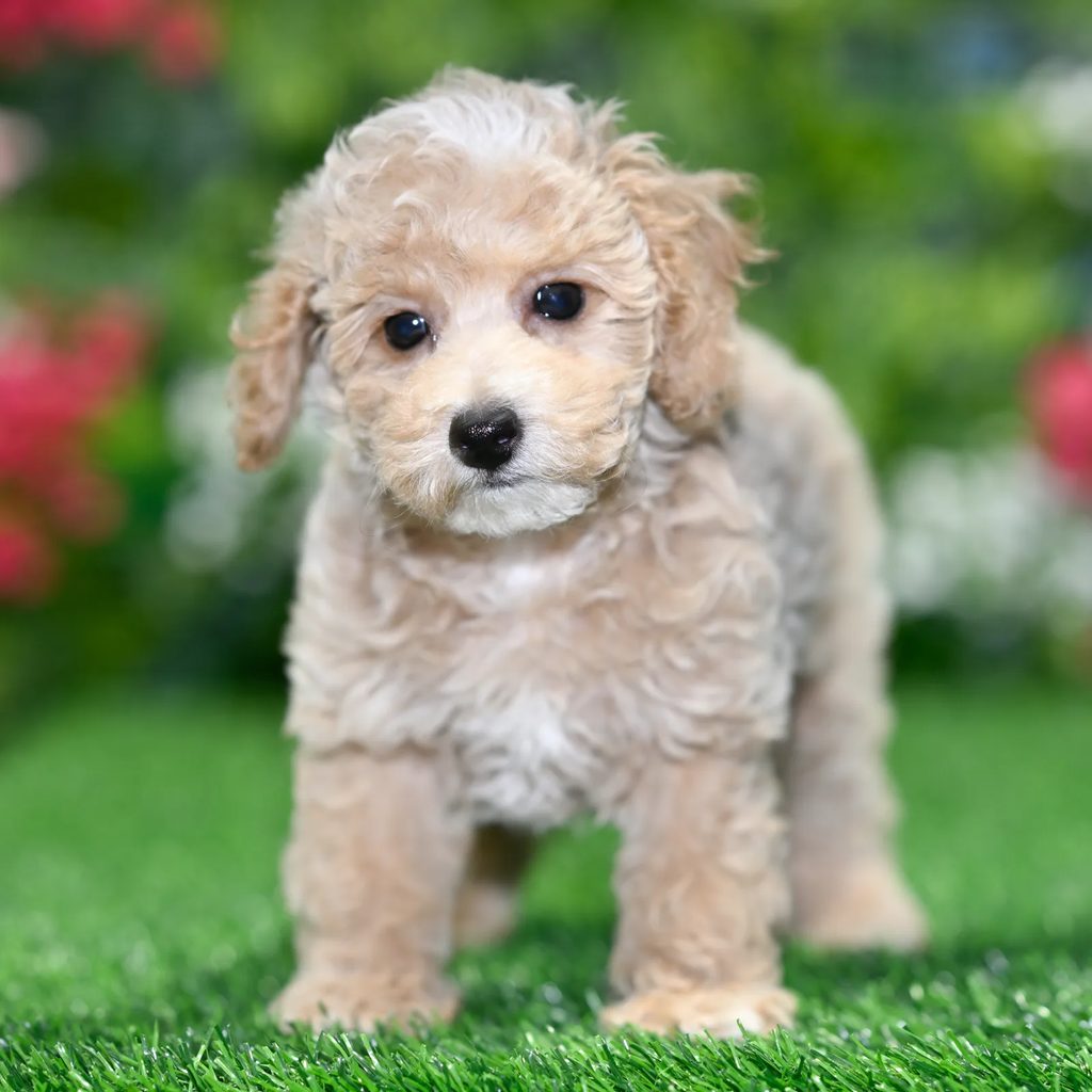 Magnus puppy images