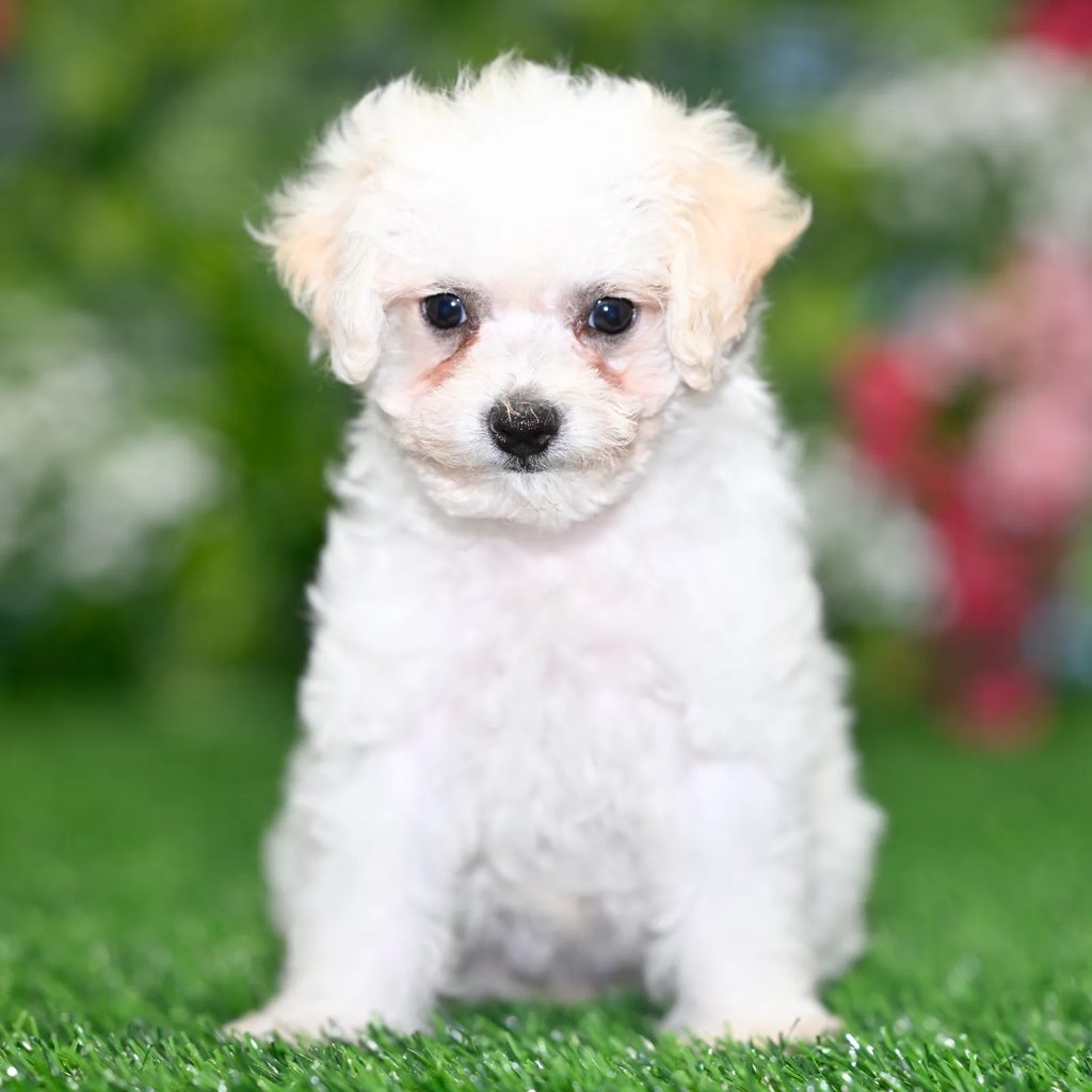 Dudley puppy images