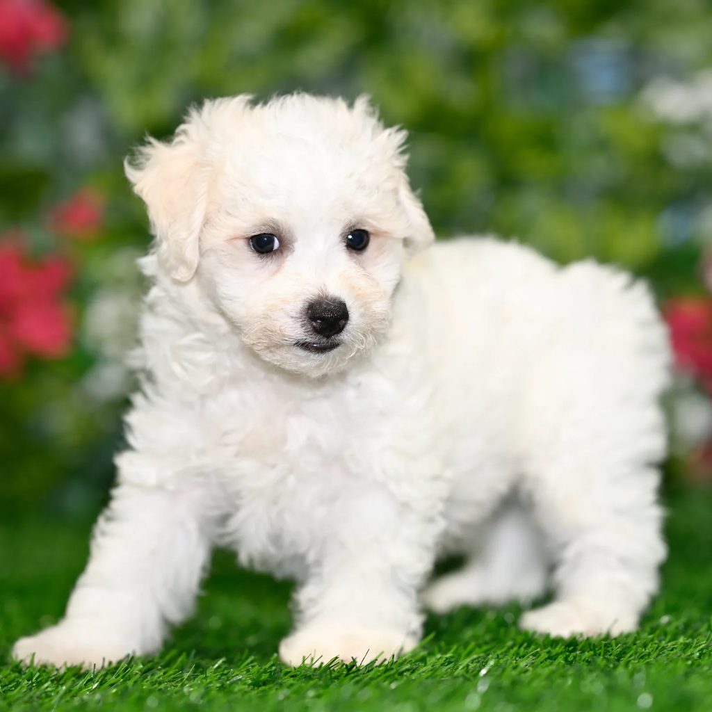 Donovan puppy images