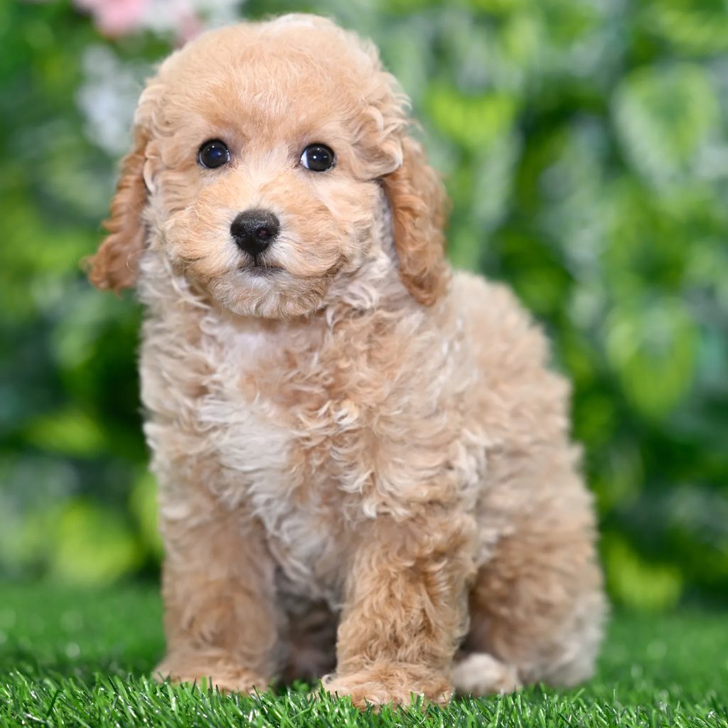 Ned puppy images