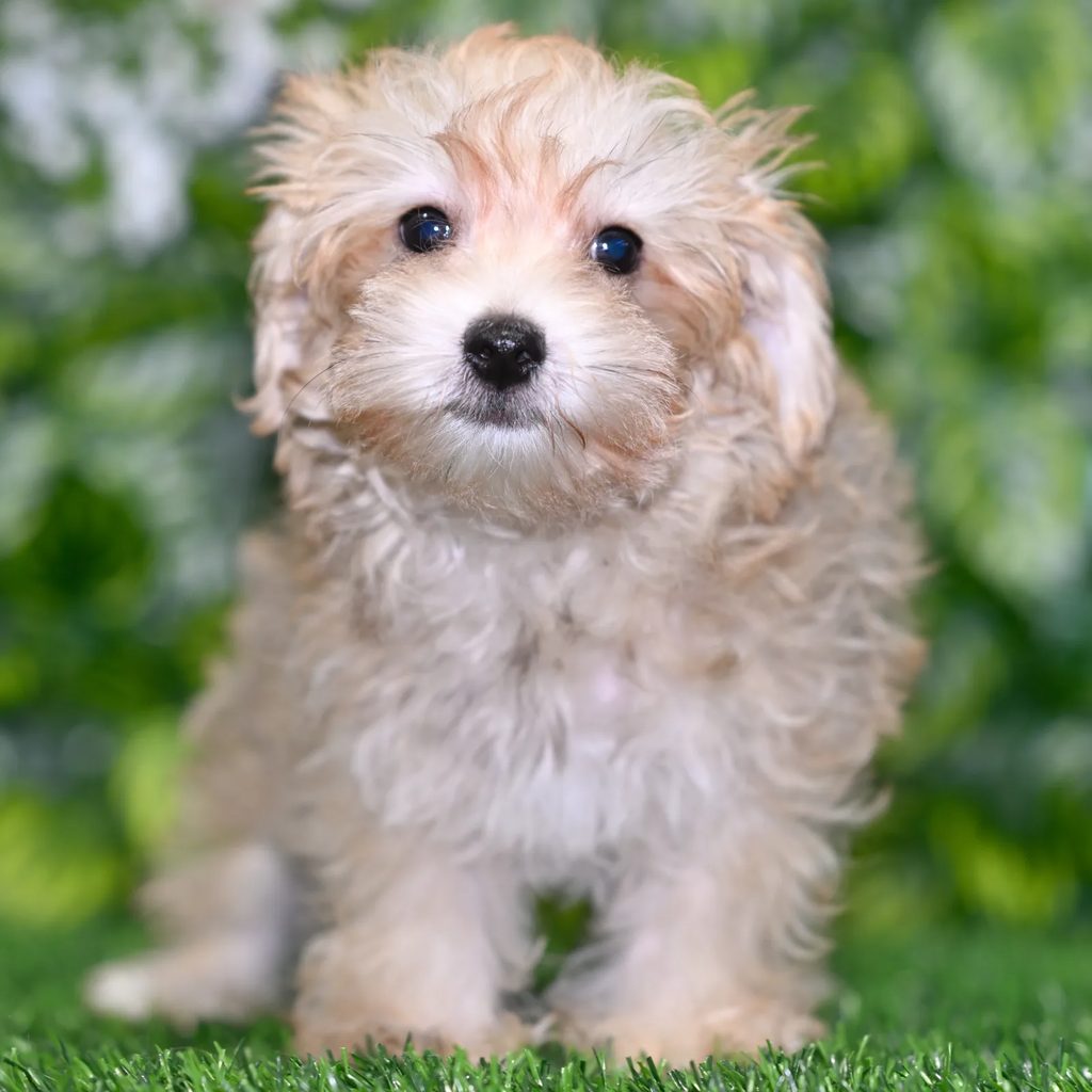 Dudley puppy images