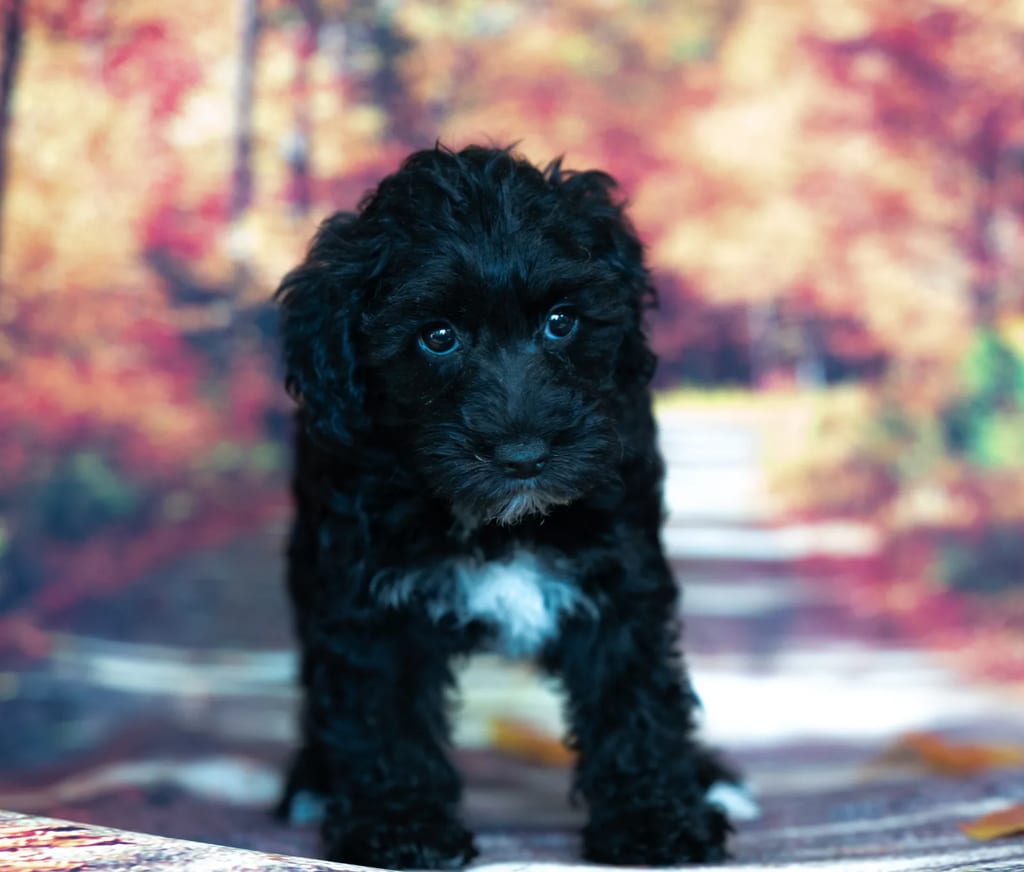 Doc puppy images