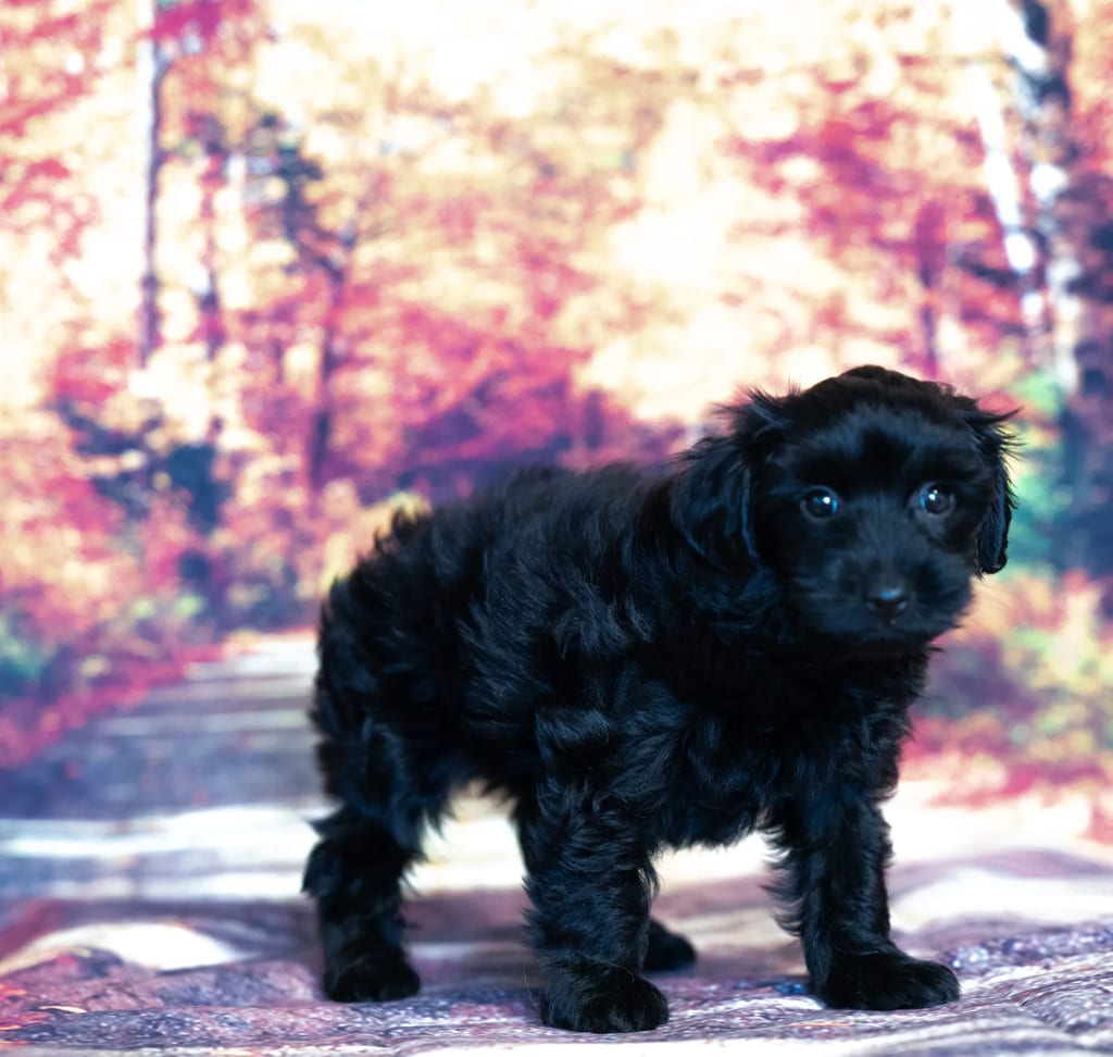 Homer puppy images