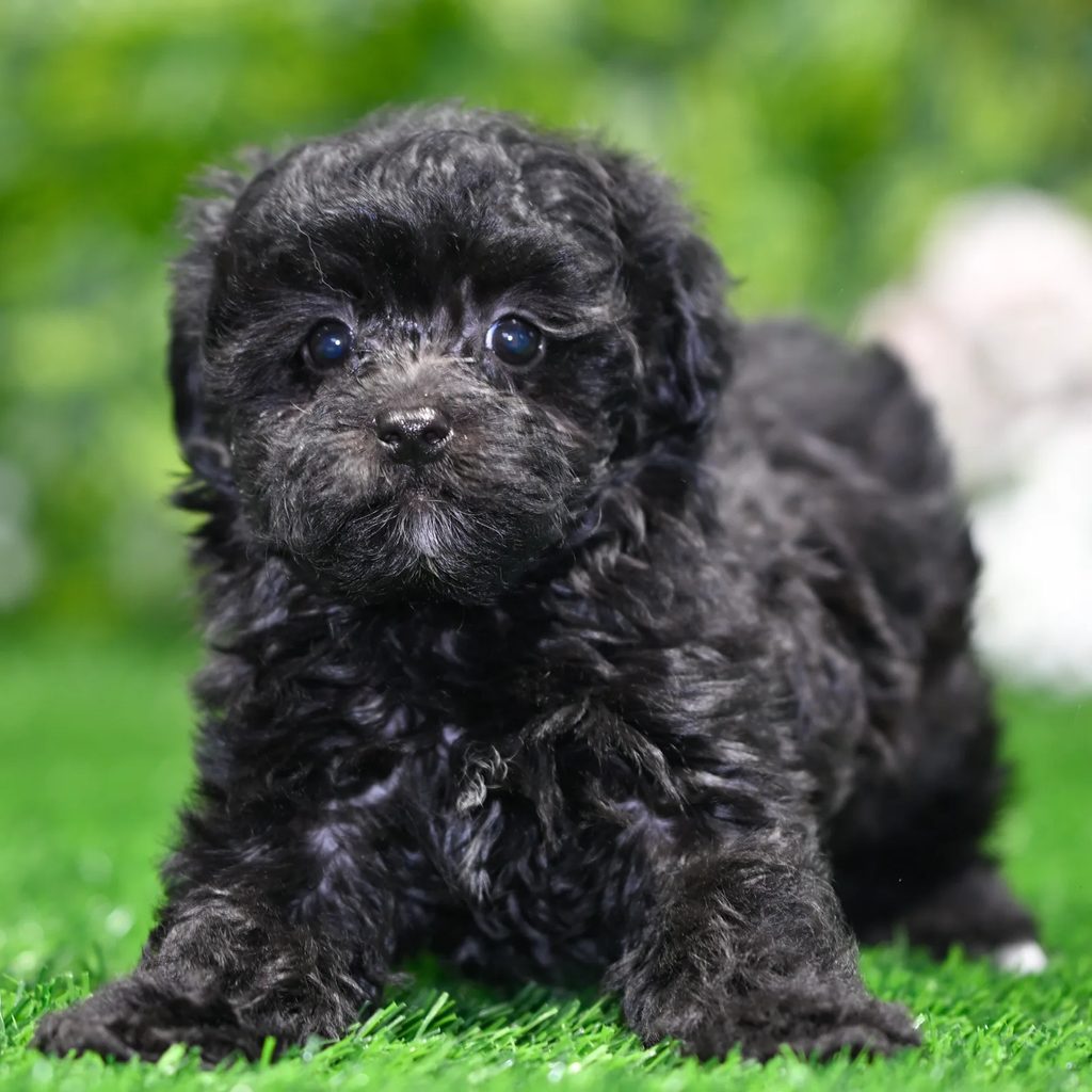 Leo puppy images