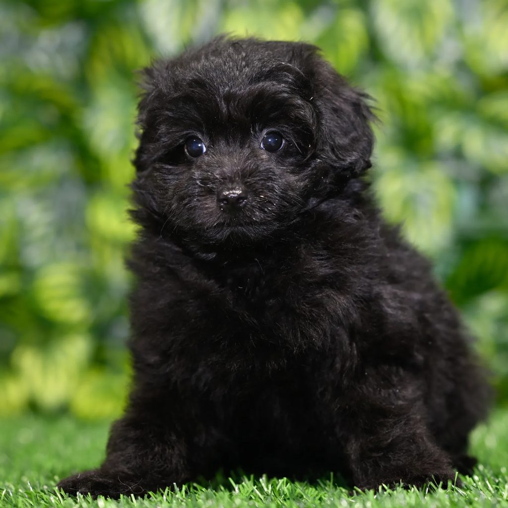 Otto puppy images