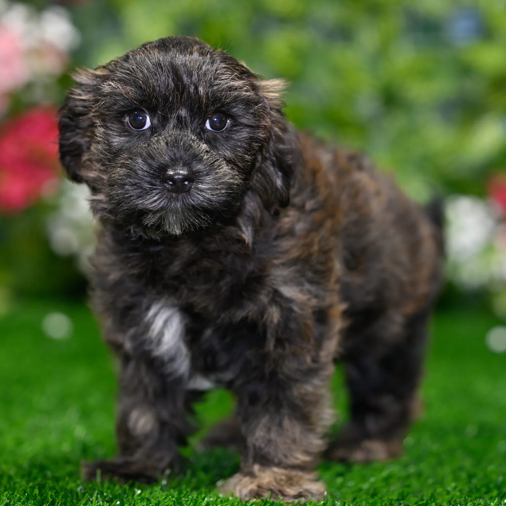 Tyson puppy images