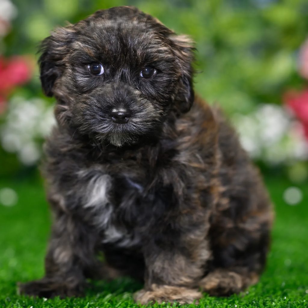Tyson puppy images