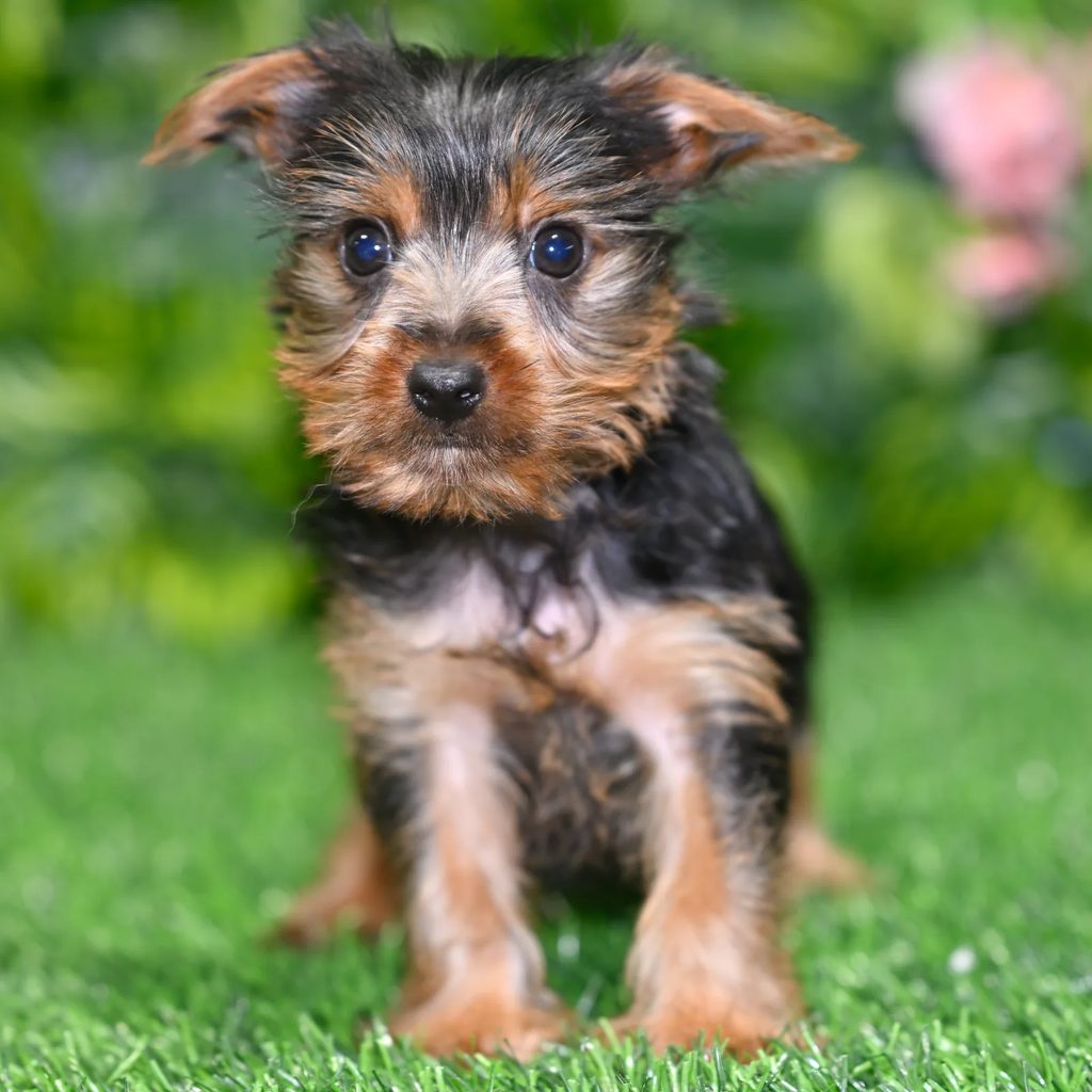 Piper puppy images