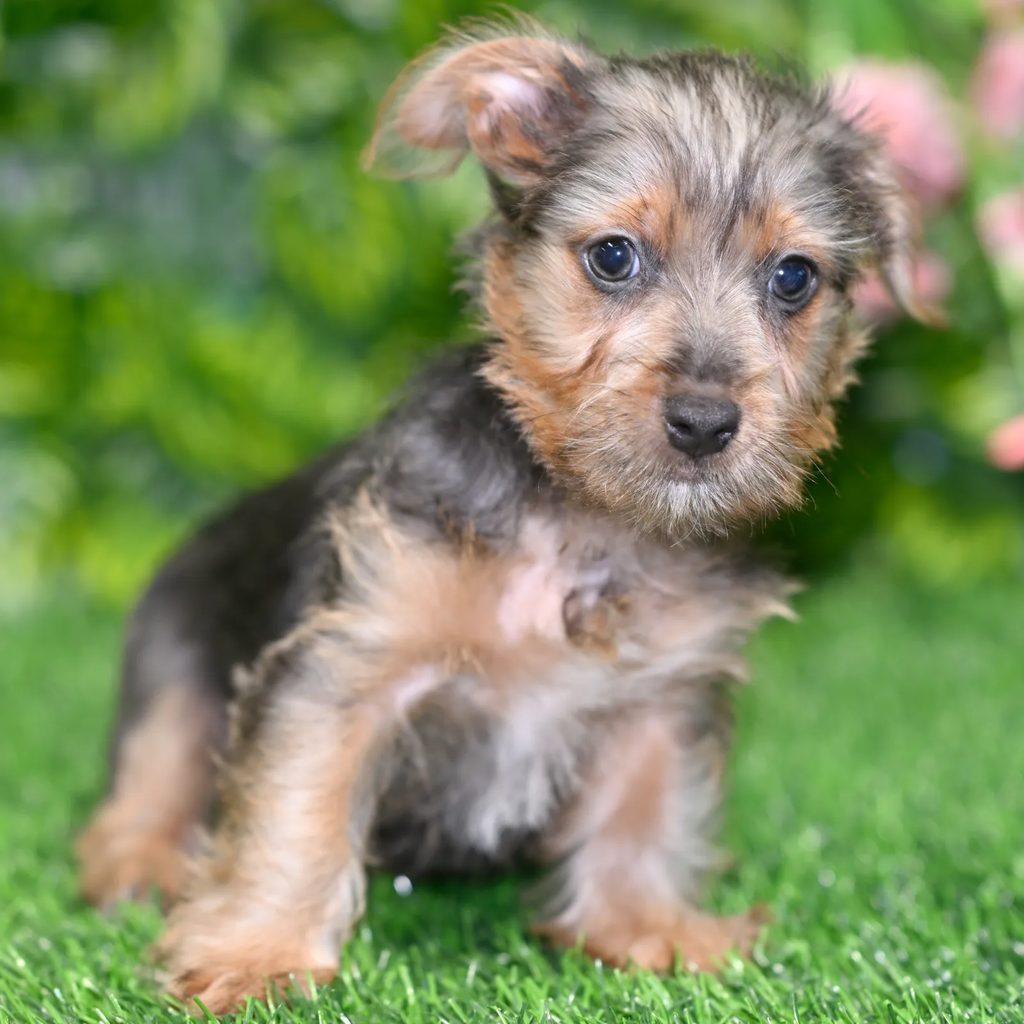 Ernest puppy images