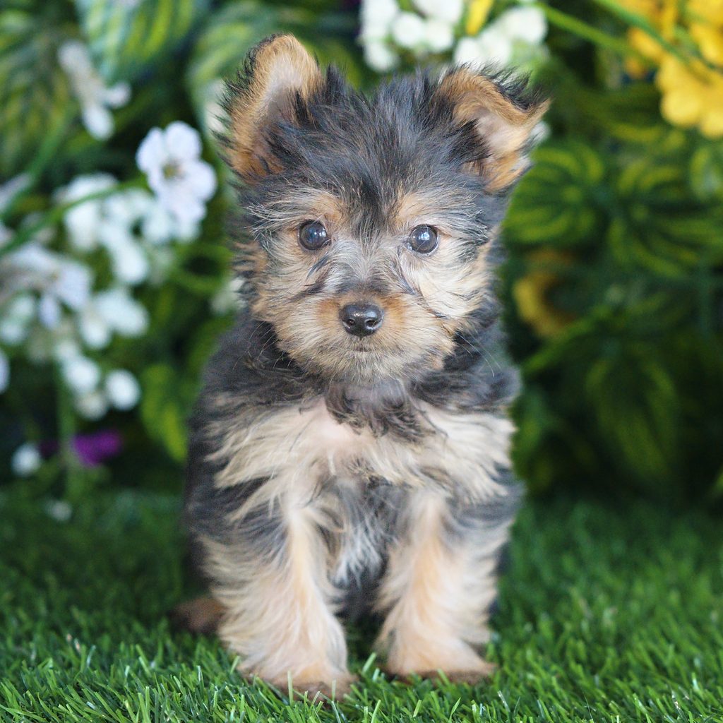 Edwin puppy images