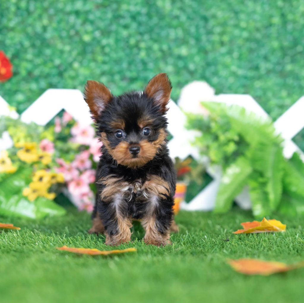 Honey puppy images
