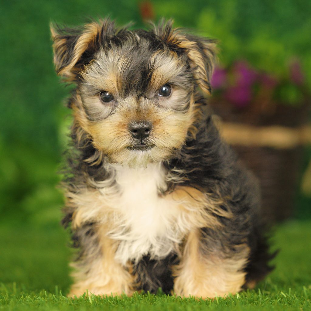 Aries puppy images