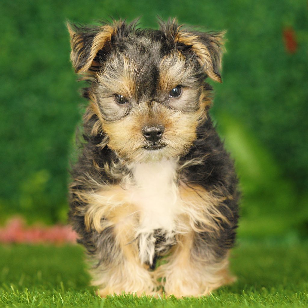 Aries puppy images