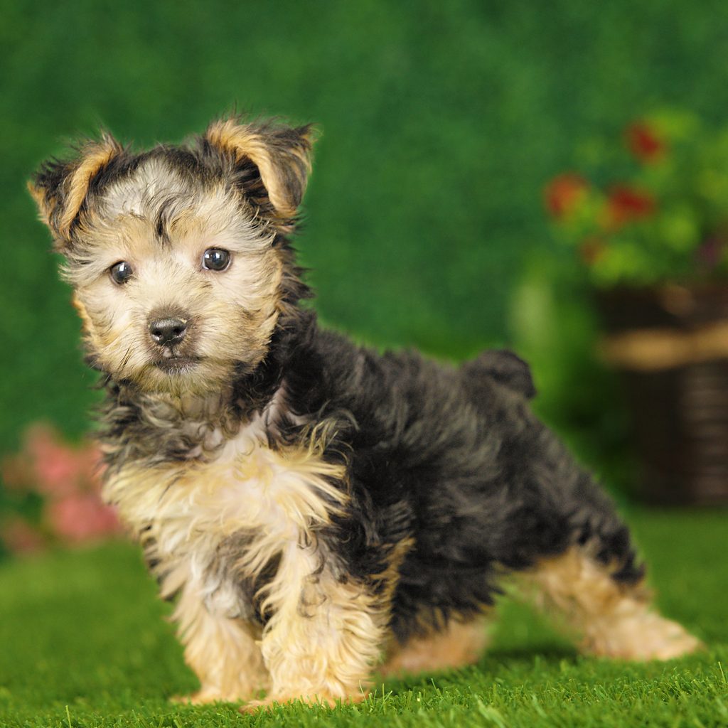 Cain puppy images