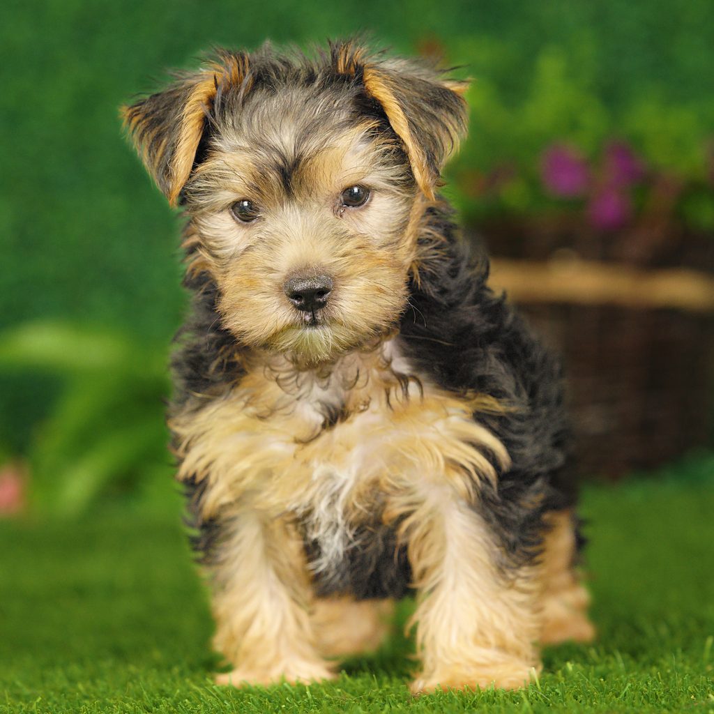 Jessie puppy images