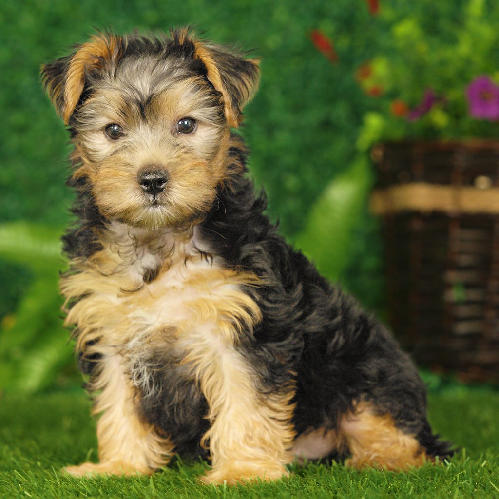 Jessie puppy images