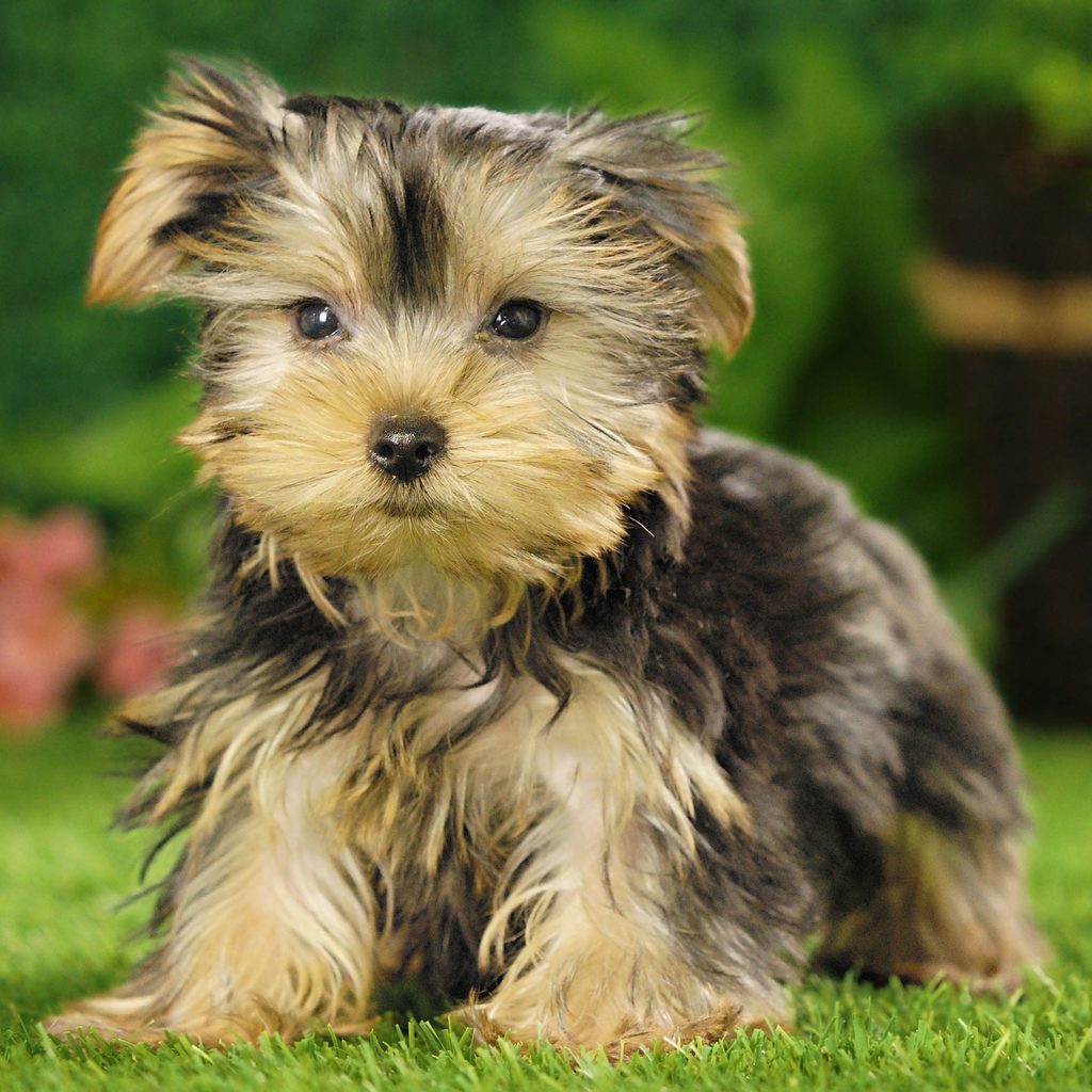 Twinkie puppy images
