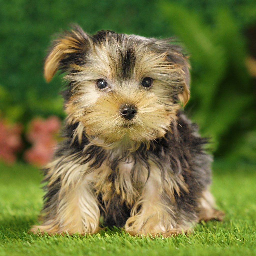 Twinkie puppy images