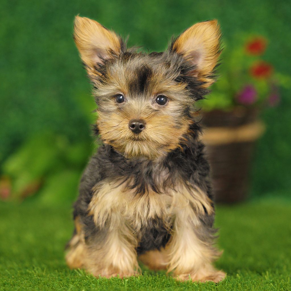 Odin puppy images