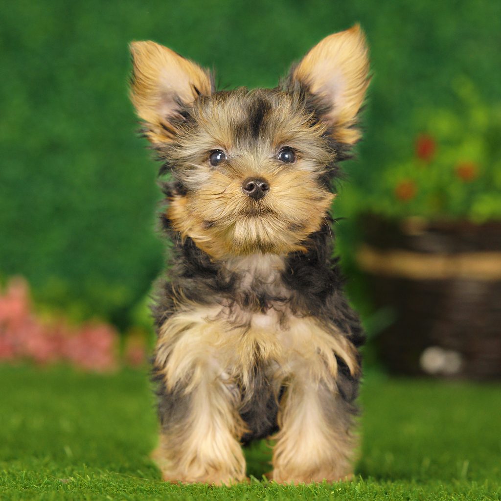 Odin puppy images