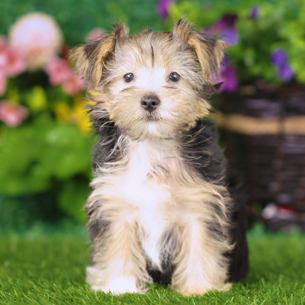 Snoopy puppy images