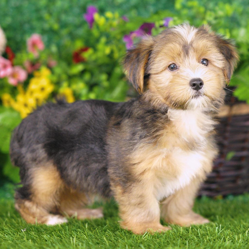Ash puppy images
