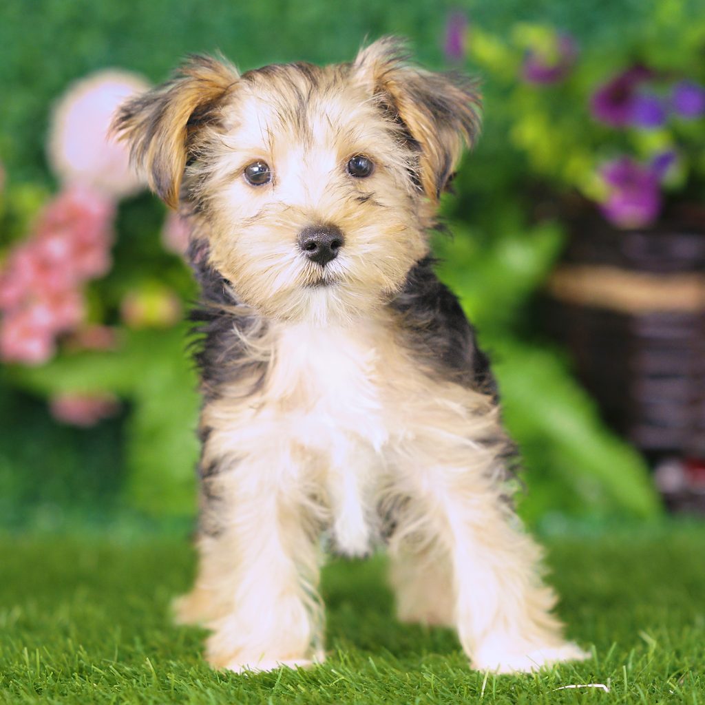 Beta puppy images