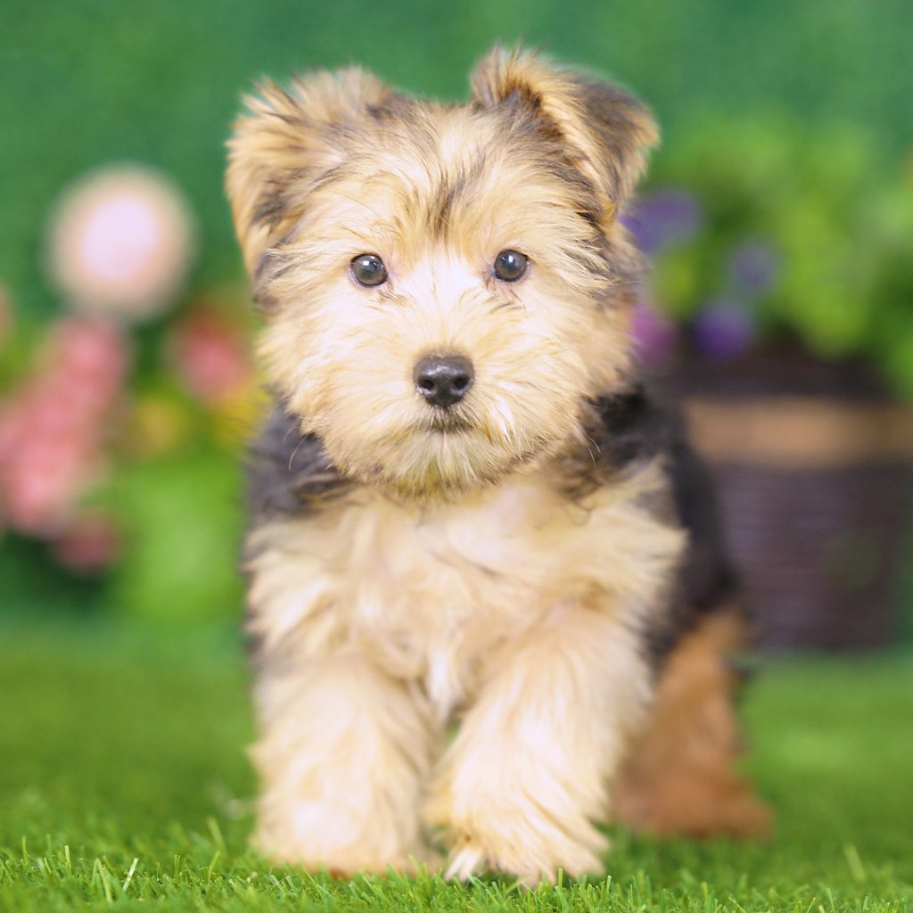 Albert puppy images