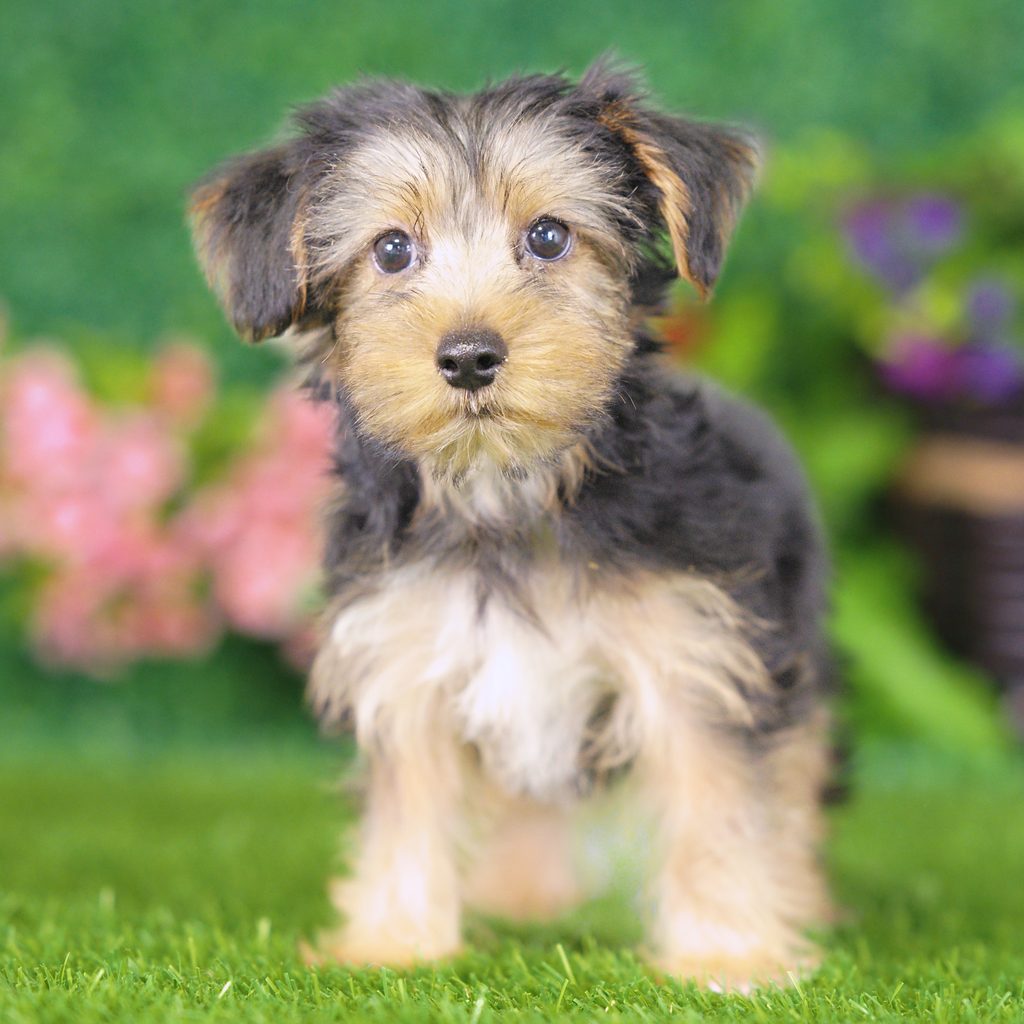 Ernie puppy images