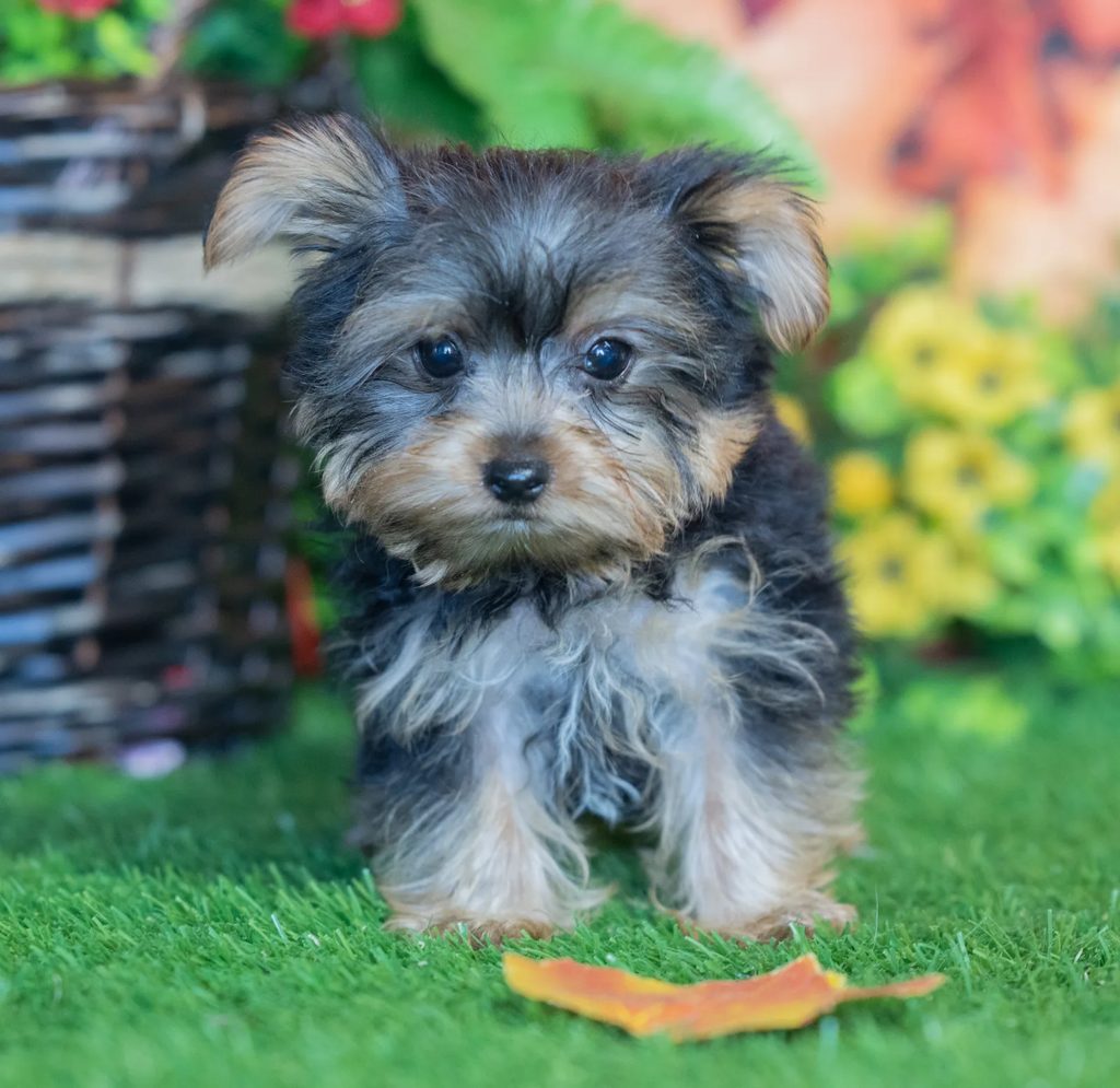 Barton puppy images