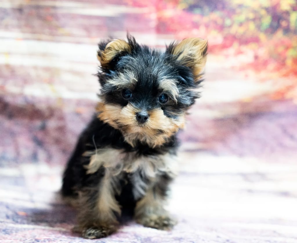 Socks puppy images