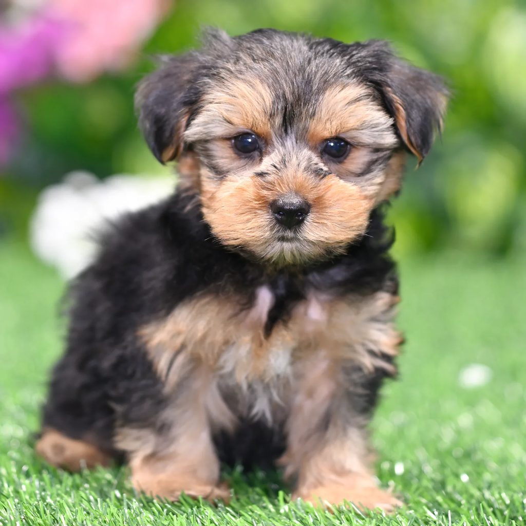 Wesley puppy images