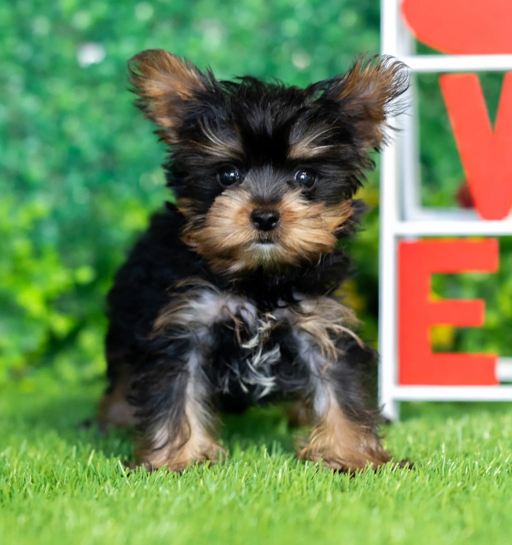 Nash puppy images
